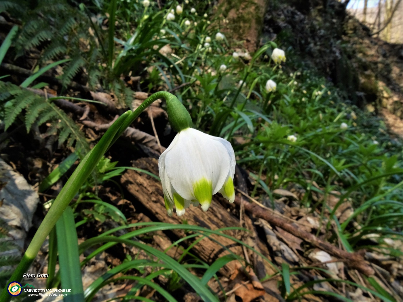 27 Leucojum vernum (Campanelle).JPG